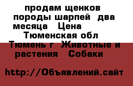 продам щенков  породы шарпей  два месяца › Цена ­ 3 000 - Тюменская обл., Тюмень г. Животные и растения » Собаки   